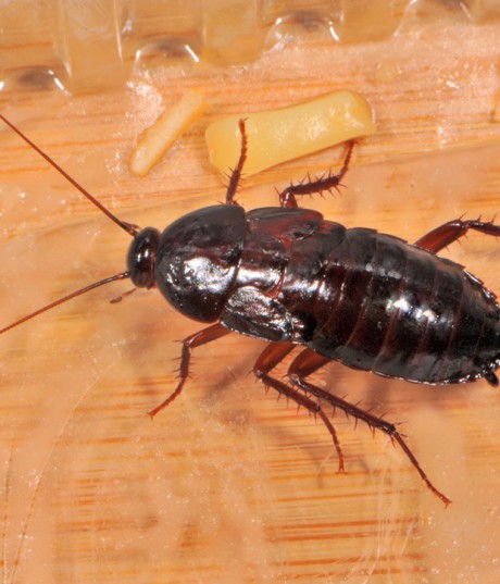 Черный жук похожий на таракана. Черный таракан. Черные канализационные тараканы. Чёрный таракан с белыми боками. Мебельный таракан с крыльями.