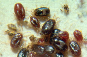 Leeser & Will Schädlingsbekämpfung GmbH - Rote Vogelmilbe - dermanyssus gallinae