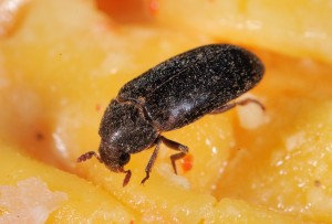Leeser & Will - Peruanischer Speckkäfer – dermestes haemorrhidalis